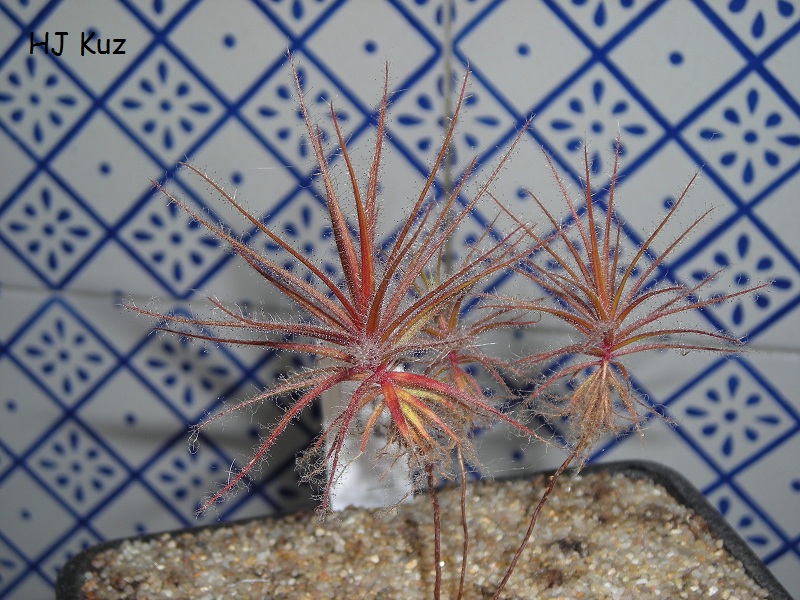 Roridula gorgonias