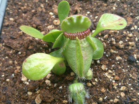 Cephalotus follicularis ‘Adrian Slack’ Cephalotus Follicularis Marston Exotics 1985 aka Adrian Slack