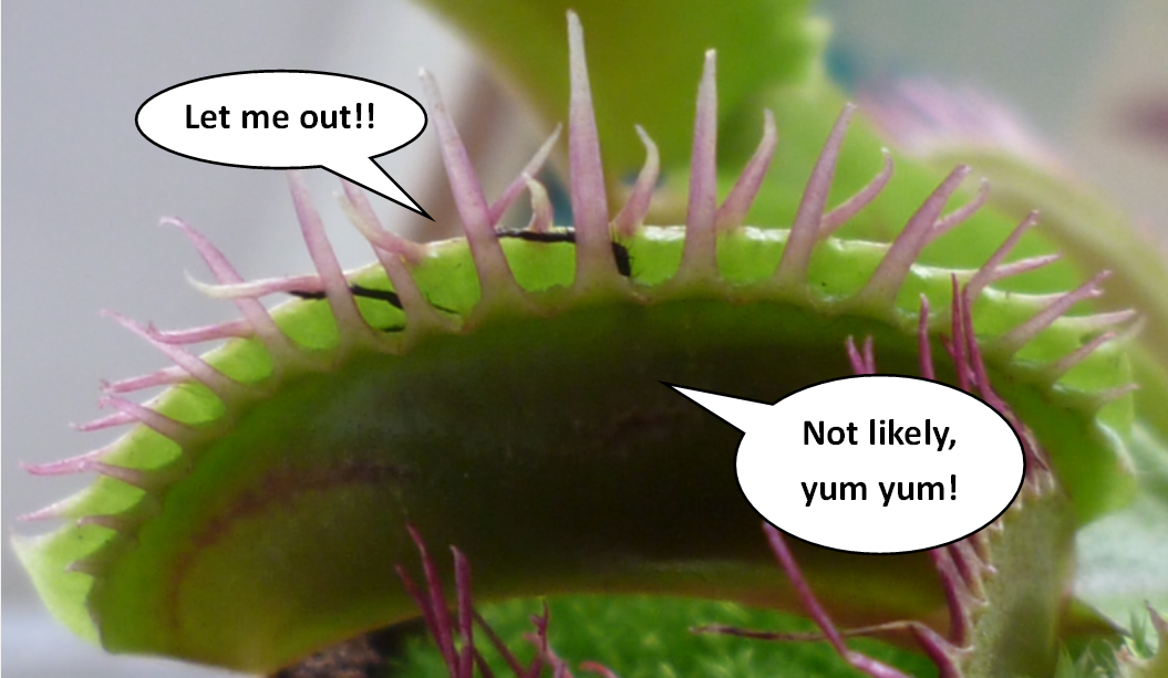 Slightly irreverent picture of my VFT's first catch