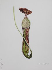 Nepenthes Copelandii