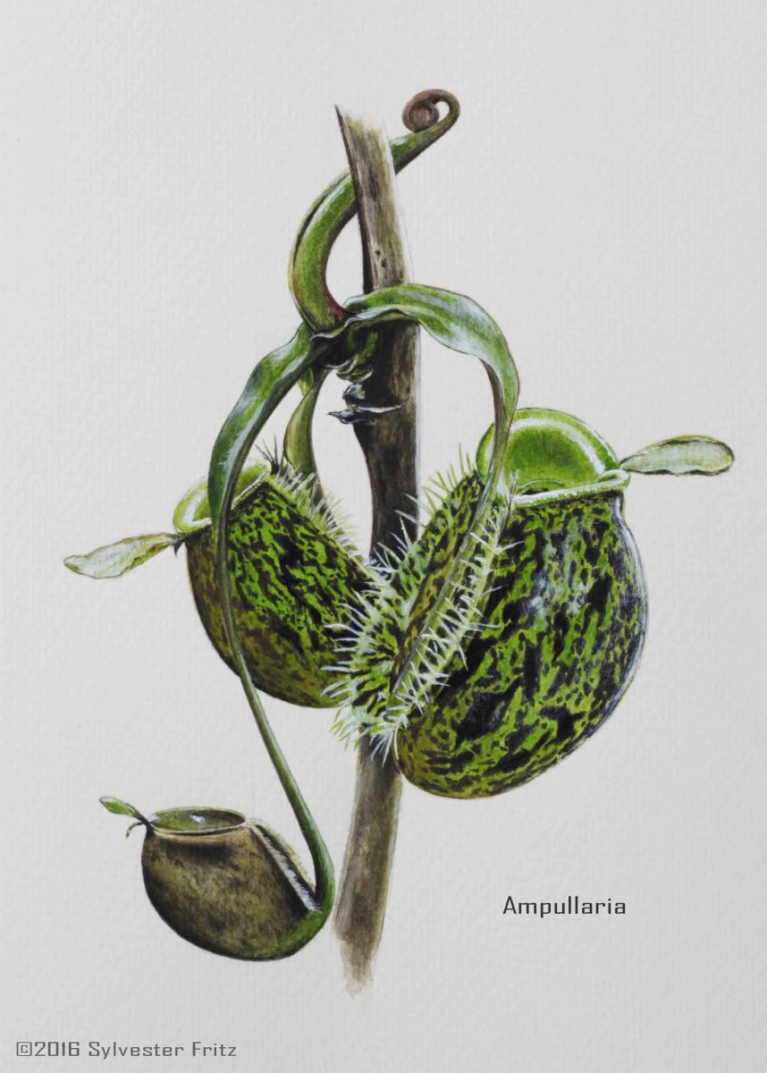 Botanical Art