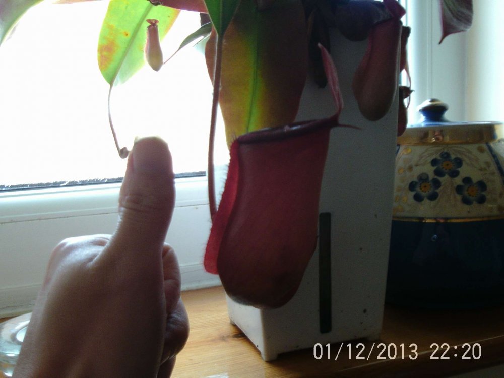 58e3fd7331812_BloodyMary-1.thumb.jpg.d660421b20cc4ee454148eb0891e67ea.jpg