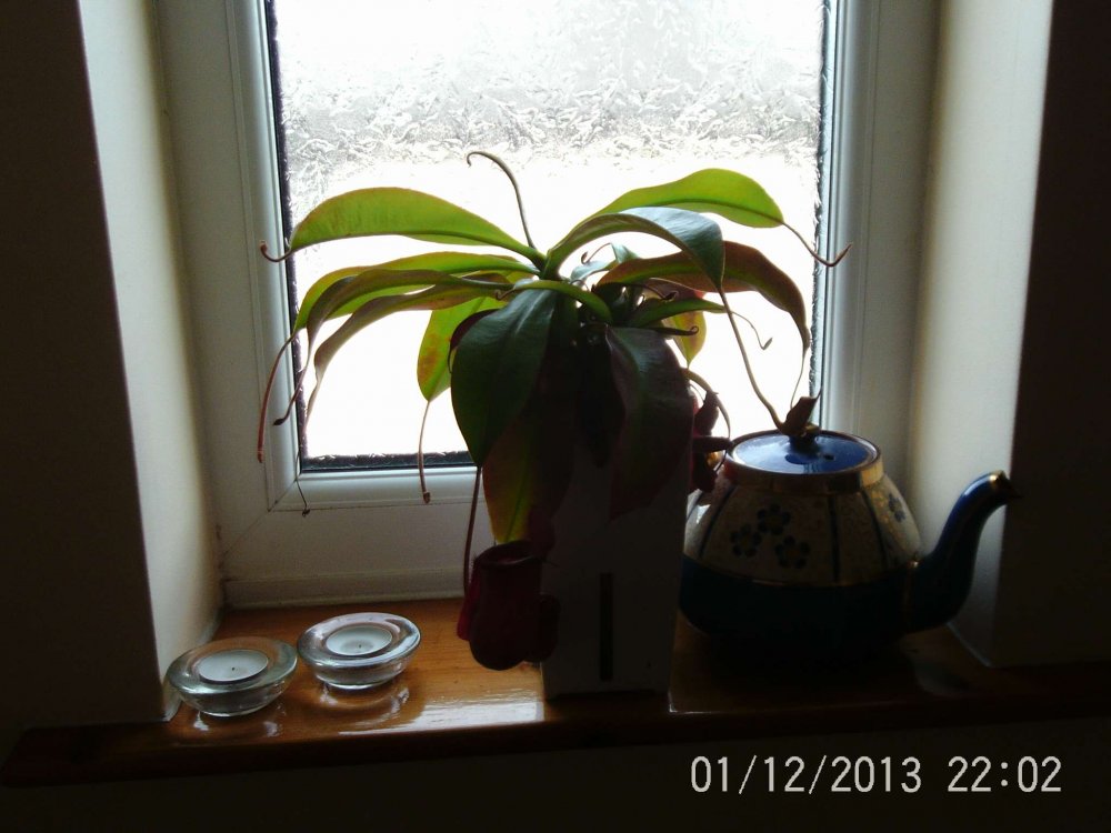 PTDC0005-1.thumb.jpg.3adf7c3e045037603c451adf99cca1d1.jpg