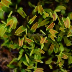 dionaea