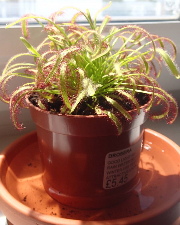 Drosera.jpg