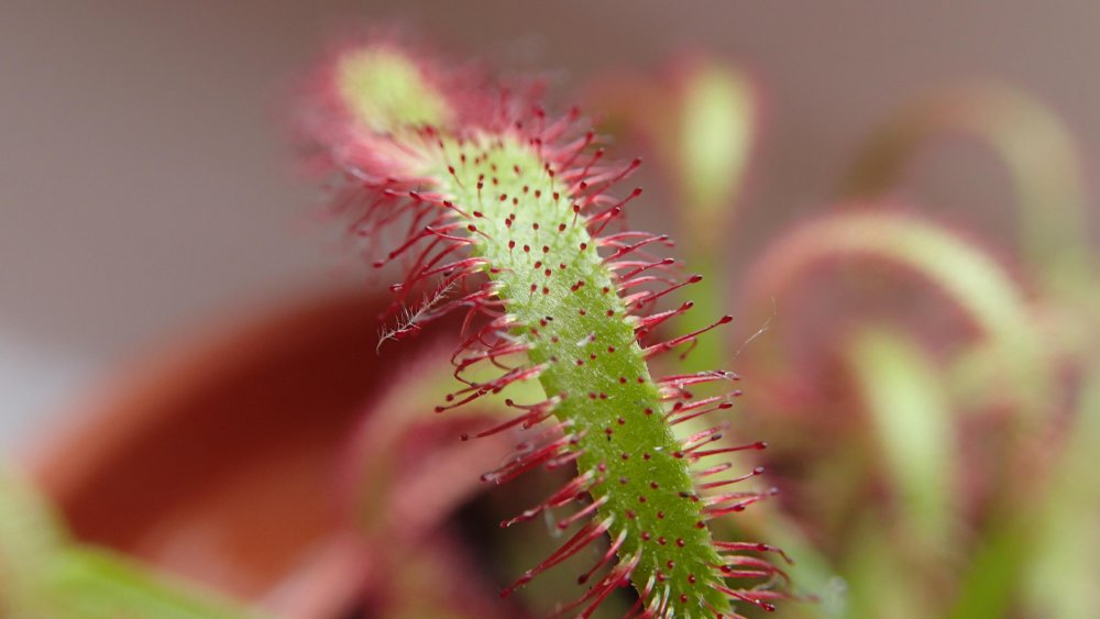 Drosera2.jpg