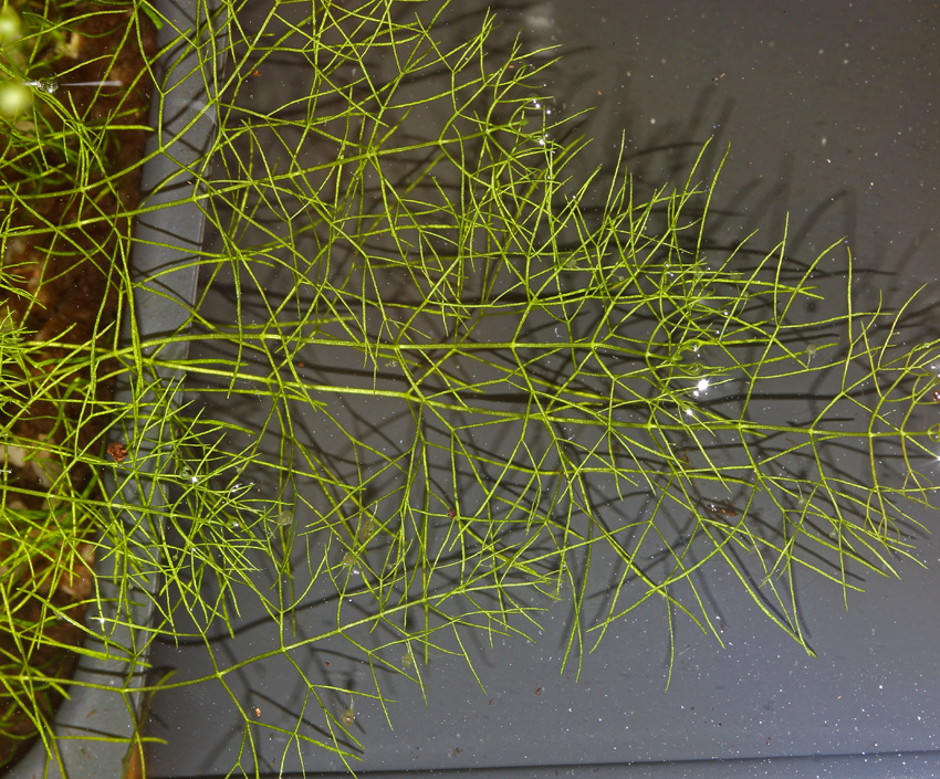 Utricularia sp vegetative parts.jpg