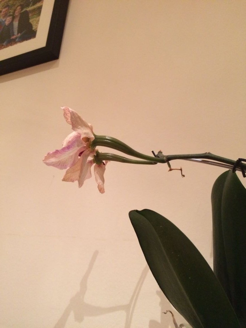 Germinating orchid seeds Orchids Carnivorous Plants UK