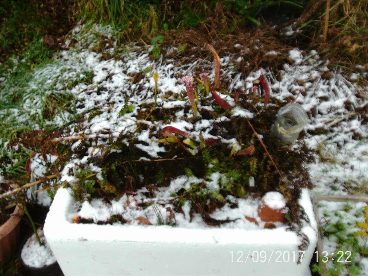 Outdoor planter in the snow