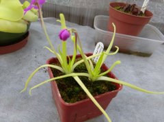 P moctezumae 75 89.jpg