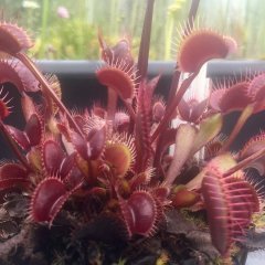 Clayton's Red Sunset