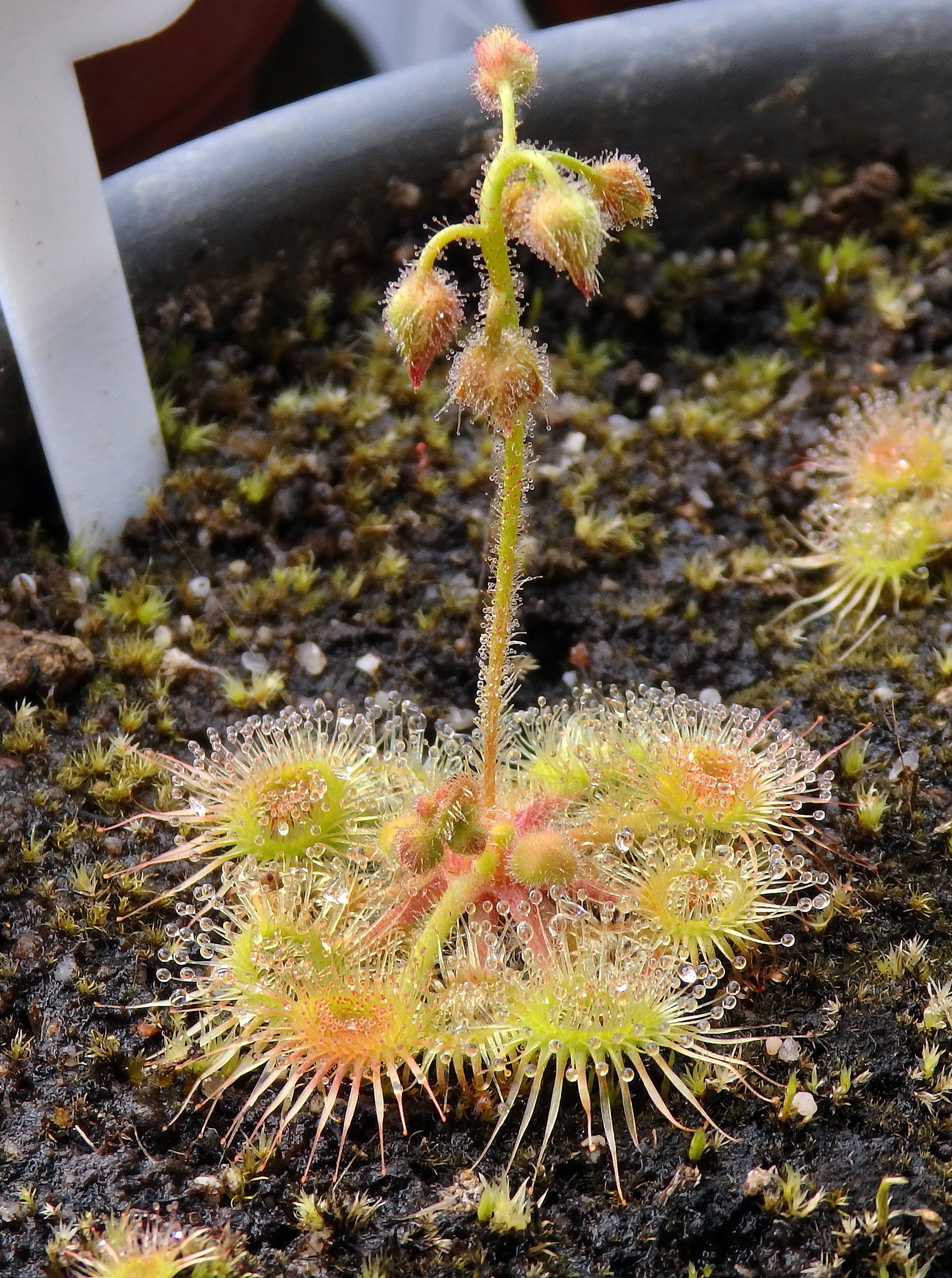 The largest catapulting sundew.