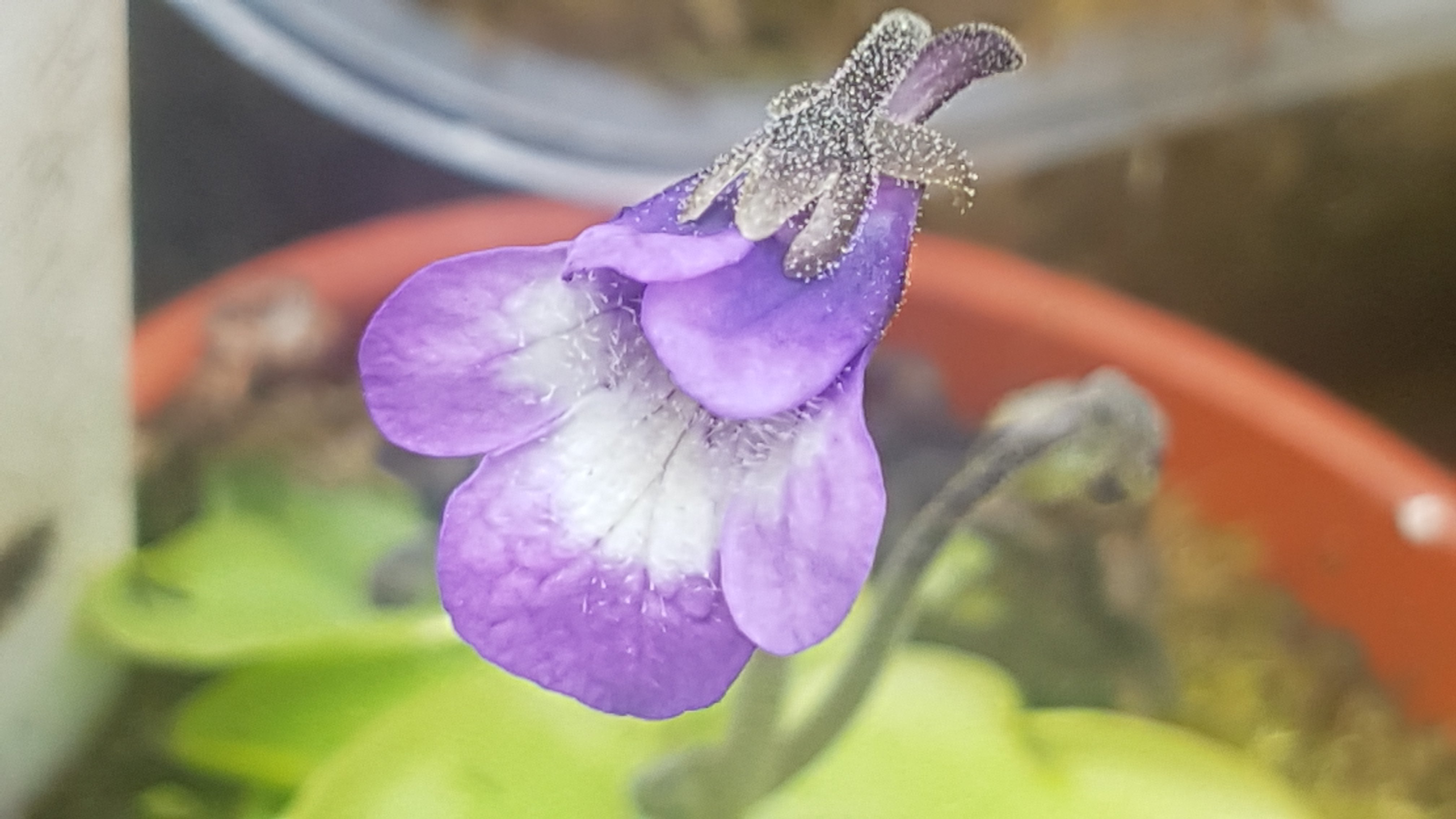 ping ID? Pinguicula Carnivorous Plants UK ping ID? Pinguicula Carnivorous Plants UK