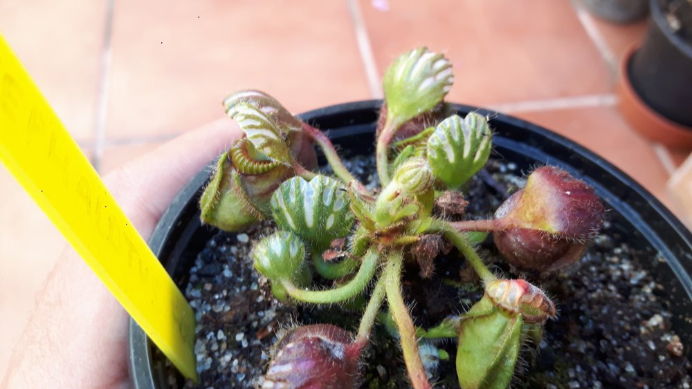 20190517_164243.thumb.jpg.ed37bb0ad2a7901226d413a5d86124bd.jpg