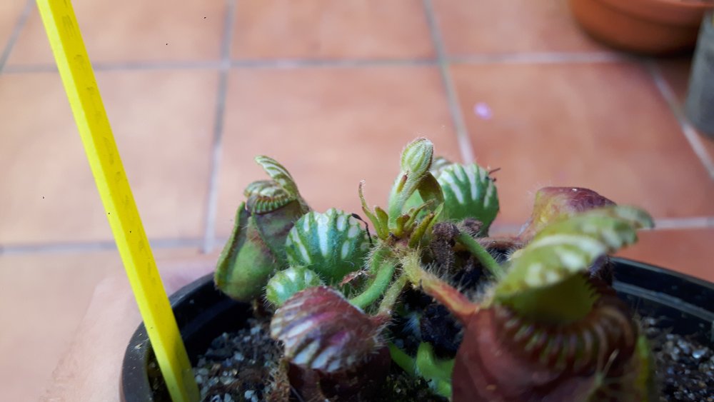20190517_164251.thumb.jpg.001cdbb512bf2b2dbb122cab830d7030.jpg