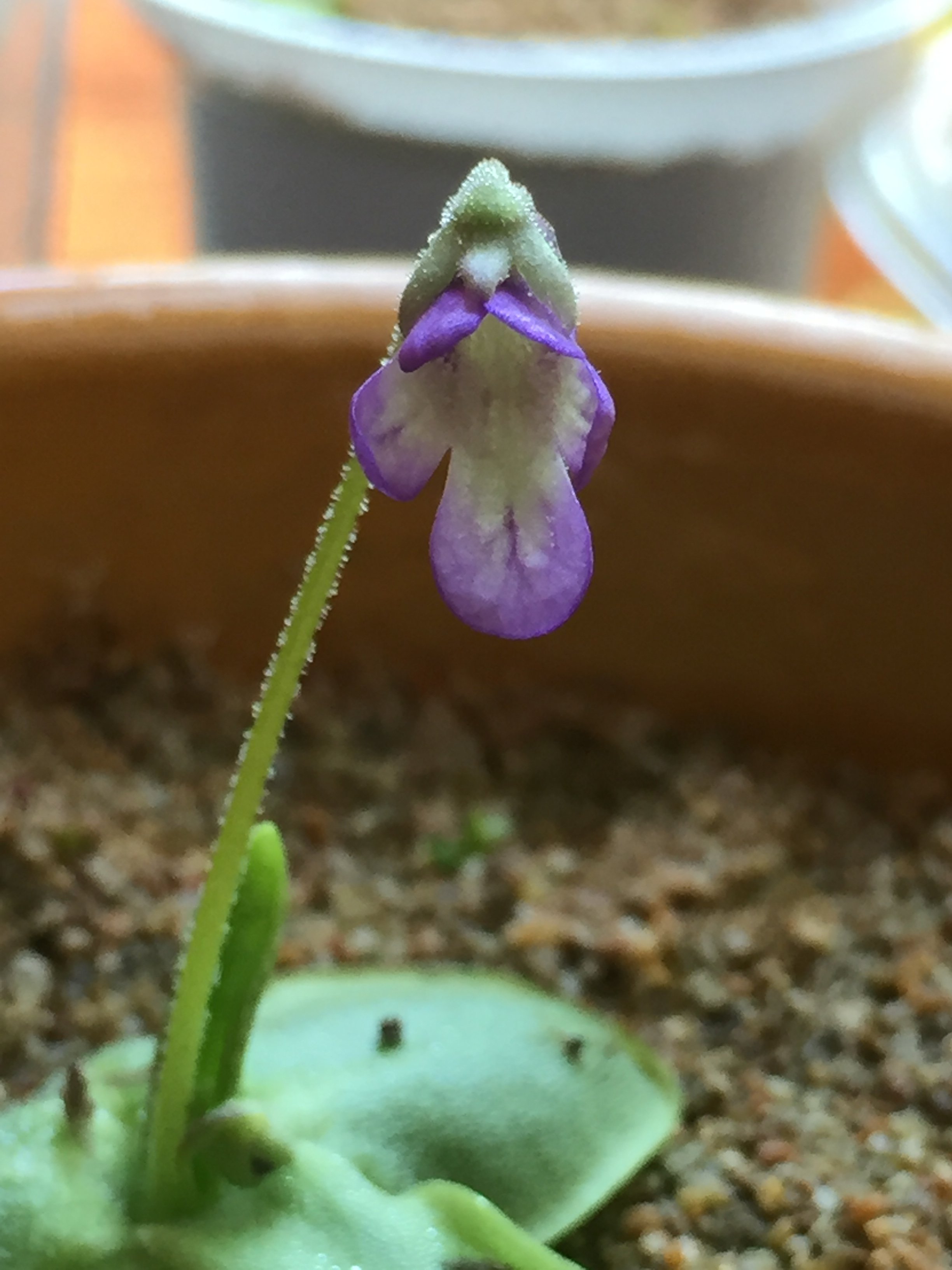 ping ID? Pinguicula Carnivorous Plants UK ping ID? Pinguicula Carnivorous Plants UK