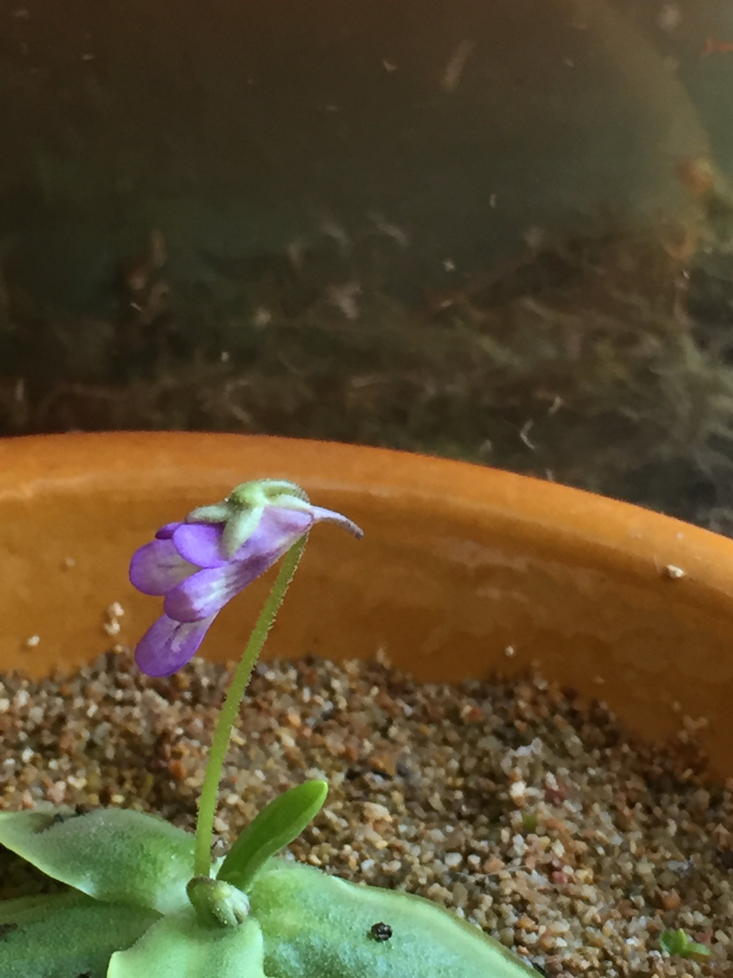 ping ID? Pinguicula Carnivorous Plants UK ping ID? Pinguicula Carnivorous Plants UK