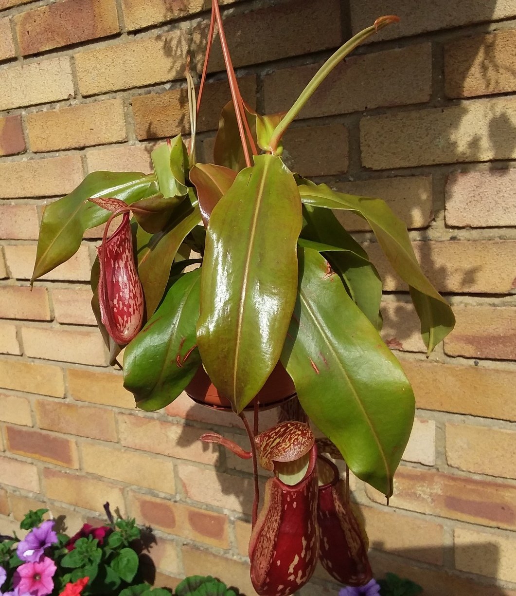 Identifying Nepenthes - General Carnivorous Plant Discussion - Carnivorous  Plants UK