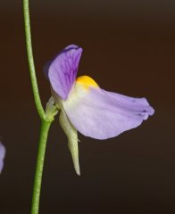 Utricularia blanchetii