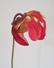Sarracenia leucophylla.