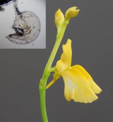 Utricularia chrysantha