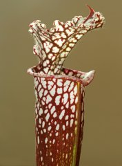 Sarracenia leucophylla (Santa Rosa)