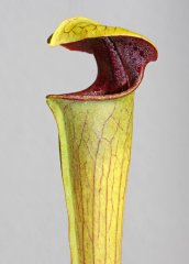 Sarracenia alata var. rubrioperculata