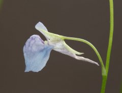 Utricularia graminifolia