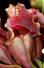 Sarracenia purpurea var. venosa
