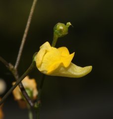 Genlisea repens