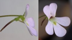 Pinguicula esseriana s.l.