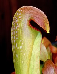 Sarracenia minor var. minor