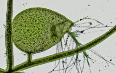 Utricularia gibba