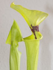 Sarracenia flava var. rugelii