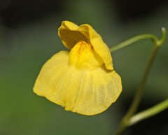 Utricularia aurea (Cambodia)