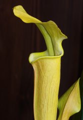 Sarracenia alabamensis subsp. alabamensis