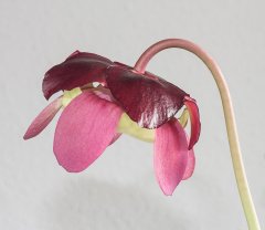 Sarracenia rosea