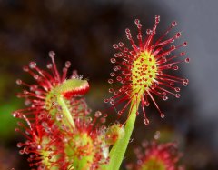Drosera madagascariensis
