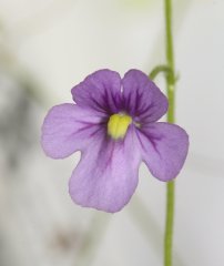Genlisea violacea (Couto de Magalhães de Minas)