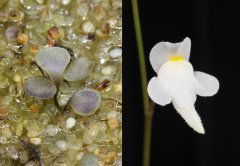 Utricularia hirtella s.l.