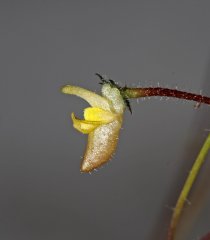 Genlisea pygmaea