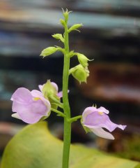 Utricularia calycifida (Gran Sabana)