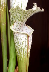 Sarracenia leucophylla (L32C)