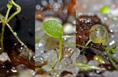 Utricularia aureomaculata