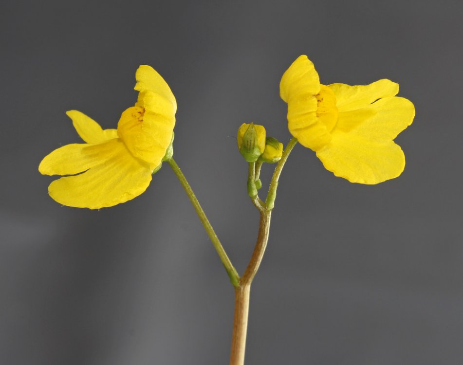 Utricularia inflata IMG_9402.jpg
