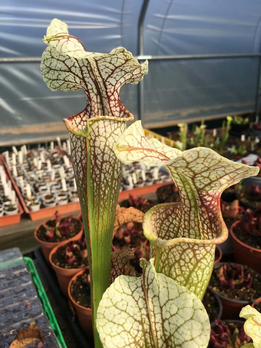 Sarracenia Hybrid 01 x Camisole #2 (Diflora)