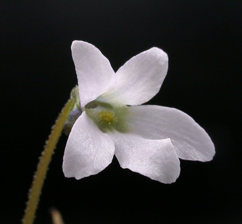 P. elongato bloem.jpg