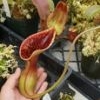 Nepenthes Lowii