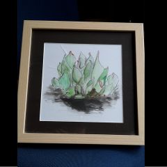 Heliamphora Drawing