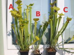 3plants Res